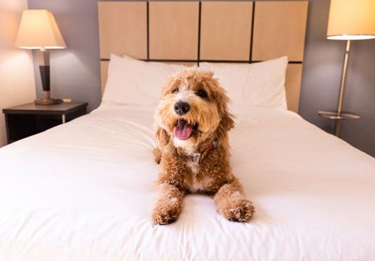 PET-FRIENDLY TRAVEL PERKS