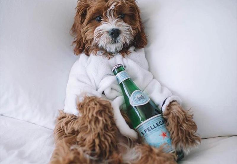 Plan Your Pet’s Stay